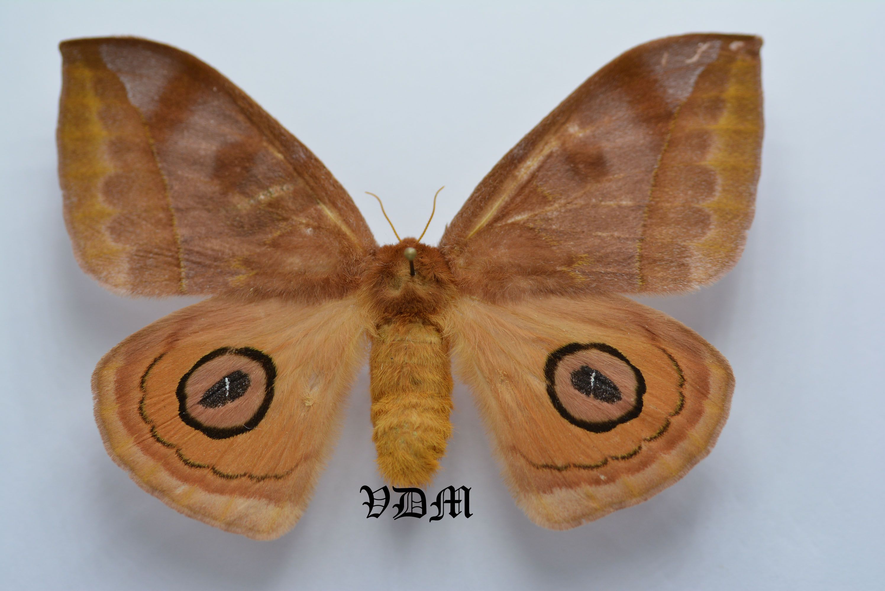 Automeris jucunda picture by VDM Insecthouse with reference 0023R